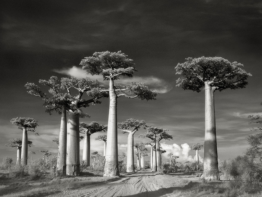 Avenue of the Baobabs. Morondava, Madagascar 2006. Found only on the island of Madagascar, these strange and magnificent baobabs look best at sunset when their dramatic trunks, ten feet in diameter, absolutely glow.